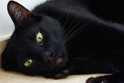 Close-up portrait of black cat