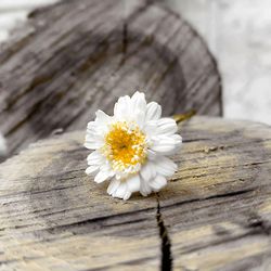 Close-up of white flower on wood