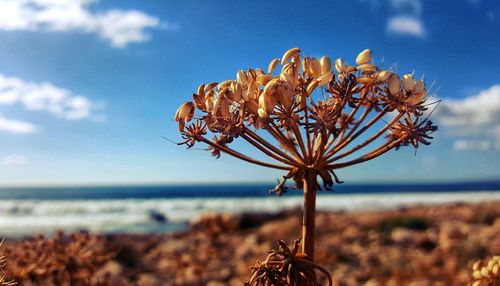 Close-up of plant against sea