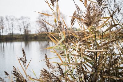 Close-up of plants against lake during winter