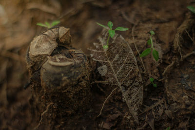 High angle view of dry leaves on field