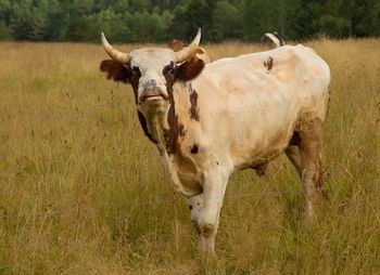 Portrait of cow on field