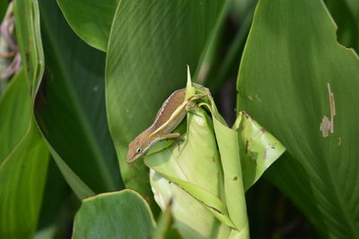 Close-up of lizard on plant