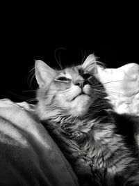 Close-up of cat relaxing on bed at home