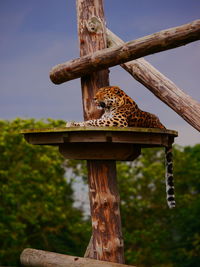 Low angle view of bird perching on wood against sky