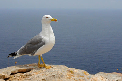 Seagull perching on rock by sea