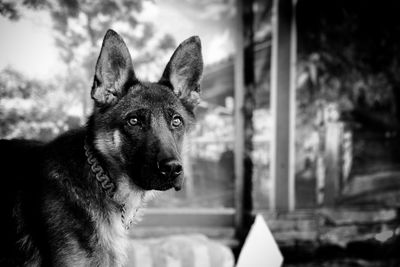 Close-up portrait of dog