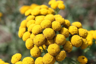 Close-up of yellow flowering plant