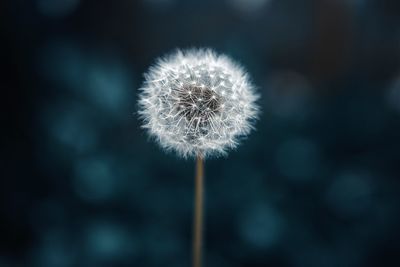 Close-up of dandelion against sky