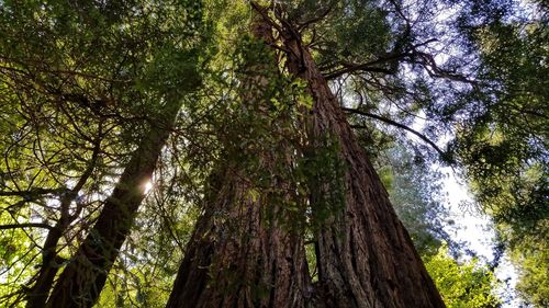 Low angle view of trees in forest