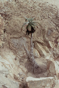 Close-up of flower