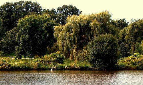 Scenic view of river with trees in background