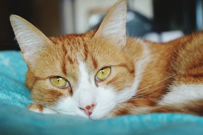 Close-up portrait of ginger cat