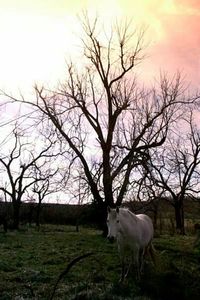 Horses grazing on field