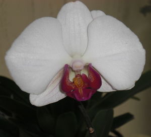 Close-up of pink orchid blooming outdoors