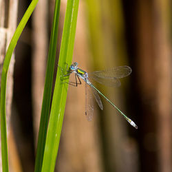 Close-up of dragonfly on plant