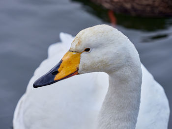 Whooper swan on lake tjornin, reykjavik, iceland  