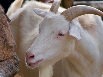 Close-up of goat