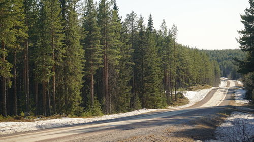 Road amidst trees in forest against sky