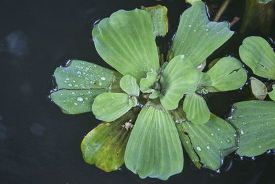 Close-up of water drops on leaves