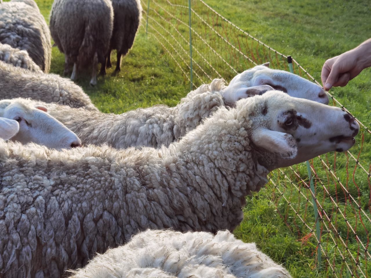 CLOSE-UP OF SHEEP ON THE GROUND