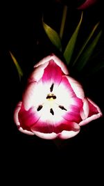 Close-up of pink flower