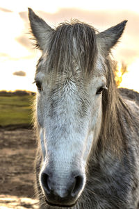 Close-up portrait of a horse