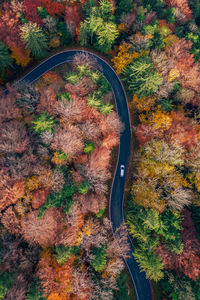 High angle view of road amidst trees during autumn