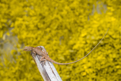 Close-up of lizard on wood against trees