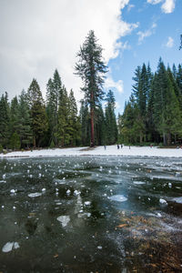 Scenic view of snow covered land and trees against sky