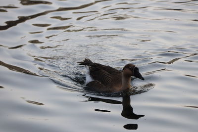 High angle view of duck swimming in lake