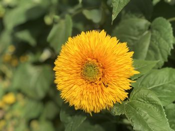 Close-up of yellow flower
