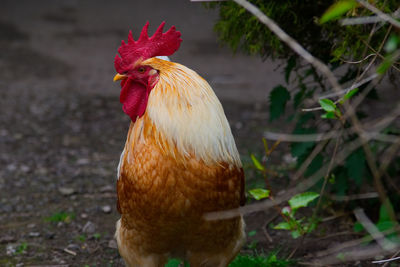 Close-up of rooster