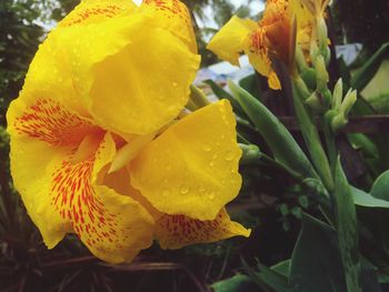 Close-up of wet yellow flowers blooming outdoors