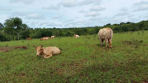 Cows grazing on grassy field