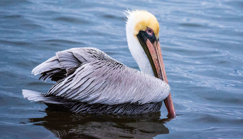 Close-up of pelican swimming in lake