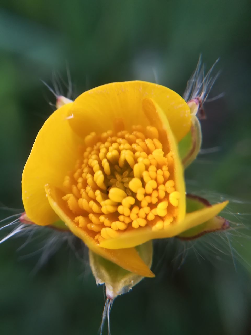 CLOSE-UP OF YELLOW FLOWER POLLEN