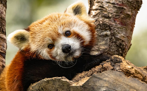 Red panda on a tree at dublin zoo.