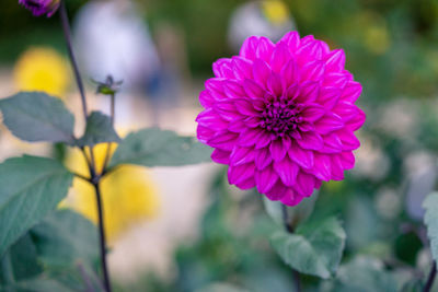 Close-up of pink flowering plant in park