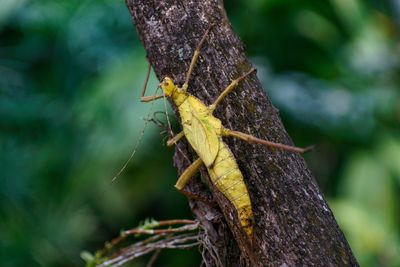 Close-up of insect on plant