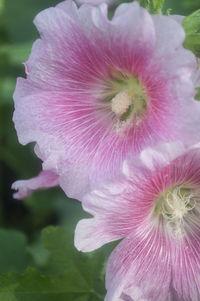 Close-up of pink flowers