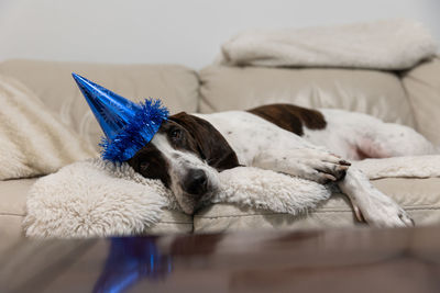 Portrait of dog relaxing at home