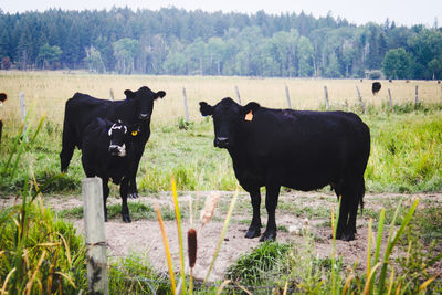 Cows standing on field against trees