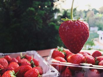 Close-up of strawberries