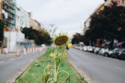 Close-up of flowering plant on road in city