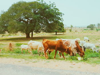 Cows standing on field against clear sky