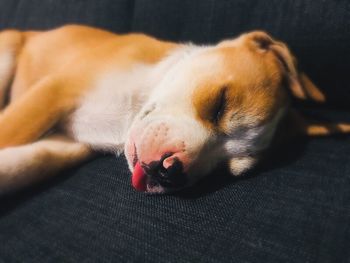 Close-up of a dog sleeping