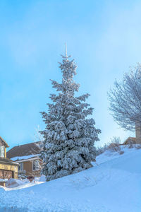 Snow covered plants by trees against sky