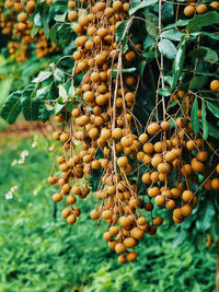 Close-up of longan fruits growing on tree
