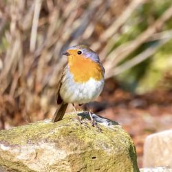 Close-up of bird perching on rock